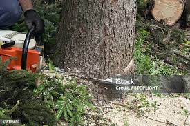 Professional Tree Care in Gun Barrel City, TX