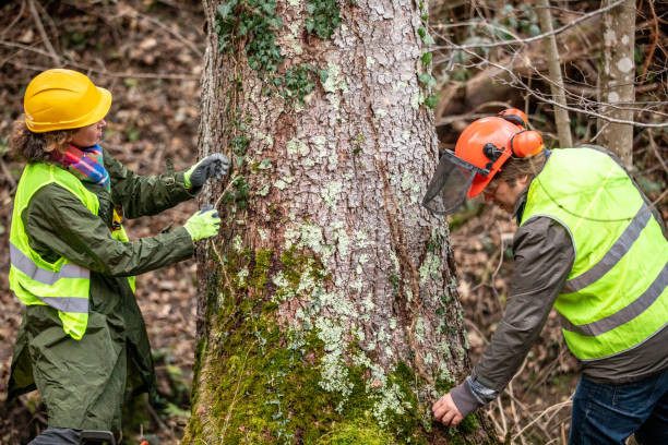Best Tree Maintenance Programs  in Gun Barrel City, TX
