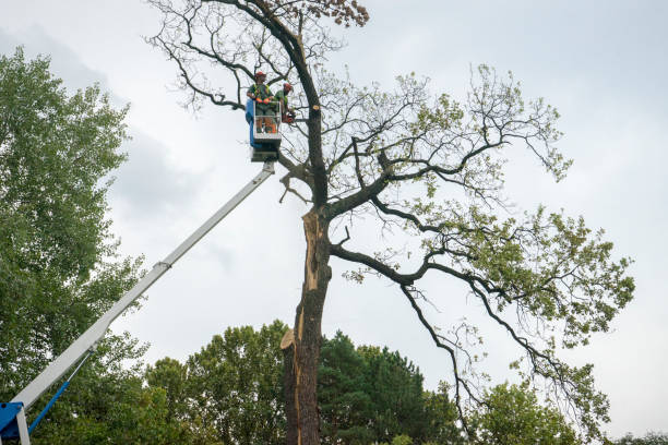 Best Storm Damage Tree Cleanup  in Gun Barrel City, TX