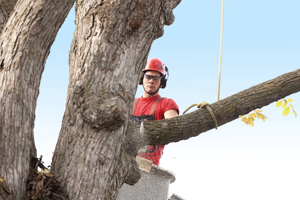 Lawn Renovation and Restoration in Gun Barrel City, TX